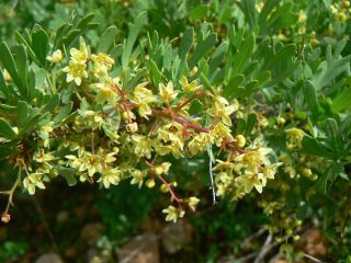 Searsia pentaphylla (Jacq.) F.A. Barkley [2/11]
