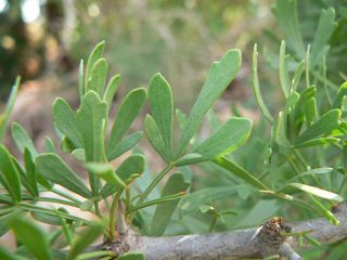 Searsia pentaphylla (Jacq.) F.A. Barkley [4/11]