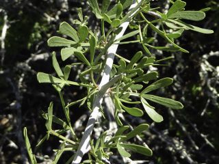 Searsia pentaphylla (Jacq.) F.A. Barkley [9/11]