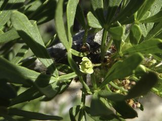 Searsia pentaphylla (Jacq.) F.A. Barkley [10/11]