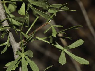 Searsia pentaphylla (Jacq.) F.A. Barkley [8/11]