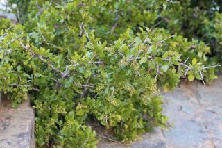 Searsia tripartita (Ucria) Moffett [14/15]