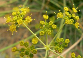 Anethum foeniculoides Maire & Wilczek [10/12]