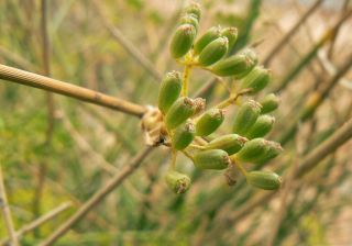 Anethum foeniculoides Maire & Wilczek [11/12]