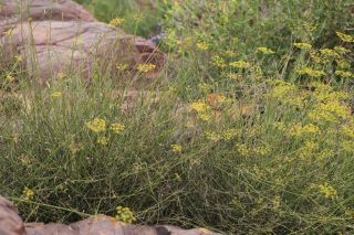 Anethum foeniculoides Maire & Wilczek [13/14]