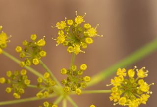 Anethum foeniculoides Maire & Wilczek [14/14]