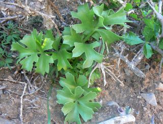Astydamia latifolia (L.fil.) Baillon [2/17]