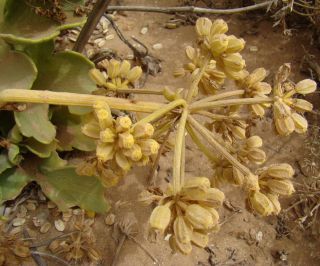 Astydamia latifolia (L.fil.) Baillon [16/17]