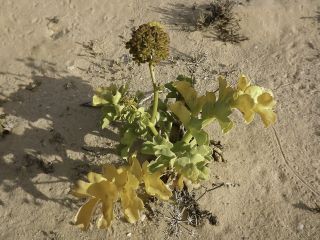 Astydamia latifolia (L.fil.) Baillon [7/18]