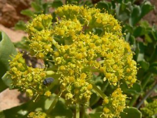 Astydamia latifolia (L.fil.) Baillon [6/18]