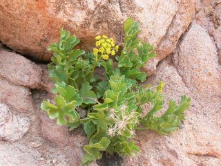 Astydamia latifolia (L.fil.) Baillon [8/18]