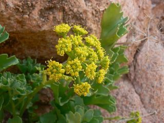 Astydamia latifolia (L.fil.) Baillon [9/18]