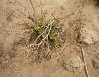 Astydamia latifolia (L.fil.) Baillon [10/18]