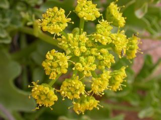 Astydamia latifolia (L.fil.) Baillon [12/18]