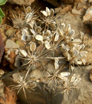 Astydamia latifolia (L.fil.) Baillon [13/18]
