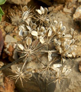 Astydamia latifolia (L.fil.) Baillon [15/18]