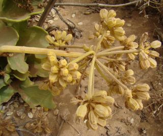 Astydamia latifolia (L.fil.) Baillon [14/18]