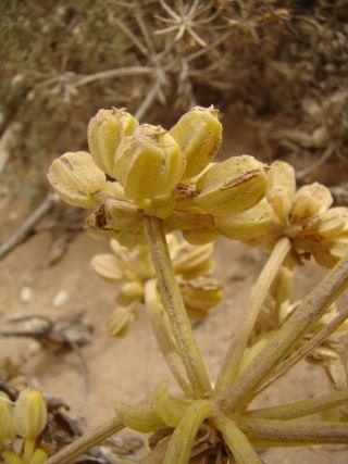 Astydamia latifolia (L.fil.) Baillon [15/18]