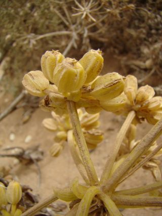 Astydamia latifolia (L.fil.) Baillon [17/18]