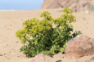Astydamia latifolia (L.fil.) Baillon [16/18]