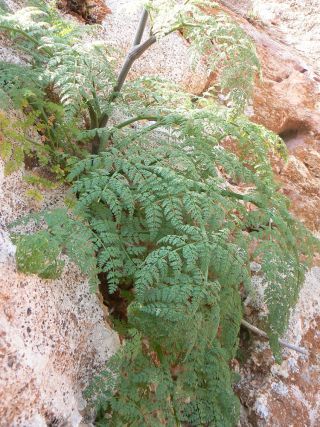 Athamanta sicula L. [1/12]