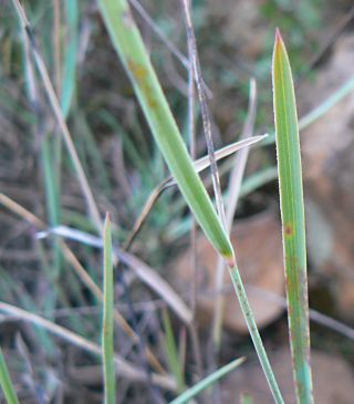Bupleurum atlanticum Murb. [6/10]