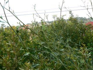 Bupleurum canescens Schousboe [4/13]