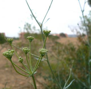 Bupleurum canescens Schousboe [7/13]