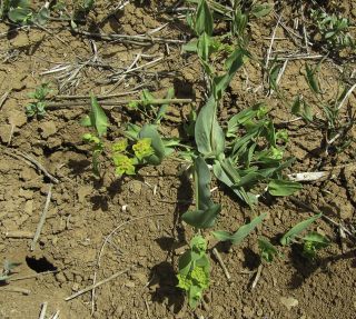 Bupleurum lancifolium Hornem. [2/7]