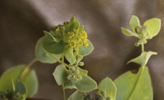 Bupleurum lancifolium Hornem. [6/7]