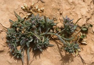 Bupleurum semicompositum L. [1/3]