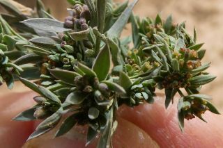 Bupleurum semicompositum L. [2/3]
