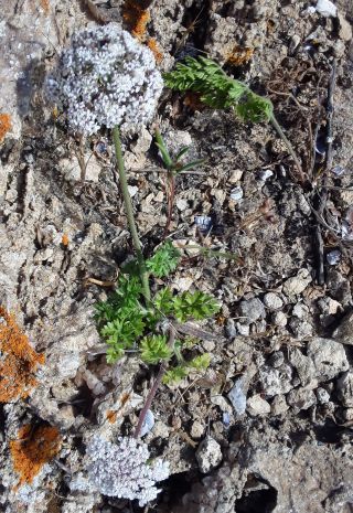 Daucus carota subsp. gummifer (Syme) Hook. fil. [1/3]