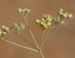 Deverra denudata (Viv.) Pfisterer & Podlech subsp. denudata [3/8]