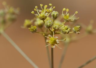 Deverra denudata (Viv.) Pfisterer & Podlech subsp. denudata [4/8]