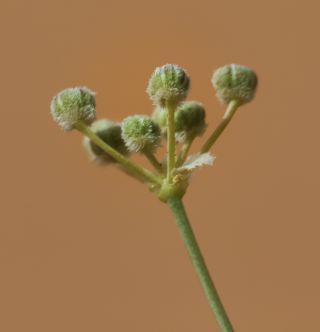 Deverra denudata (Viv.) Pfisterer & Podlech subsp. denudata [5/8]