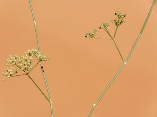 Deverra denudata (Viv.) Pfisterer & Podlech subsp. denudata [8/8]