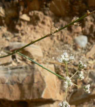 Deverra juncea Ball [4/17]