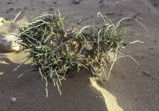 Deverra juncea Ball [13/17]