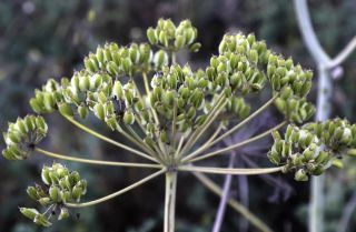Elaeoselinum meoides (Desf.) W.D.J.Koch ex DC. [14/18]