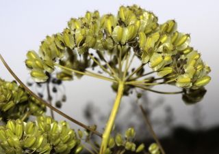 Elaeoselinum meoides (Desf.) W.D.J.Koch ex DC. [16/18]