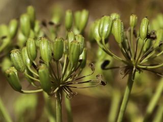Elaeoselinum meoides (Desf.) W.D.J.Koch ex DC. [6/18]