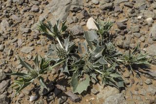 Eryngium ilicifolium Lam. [7/9]