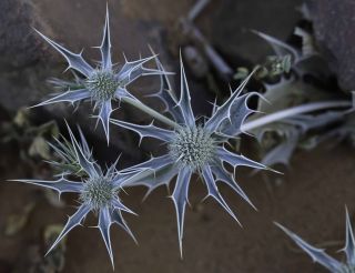 Eryngium ilicifolium Lam. [8/9]