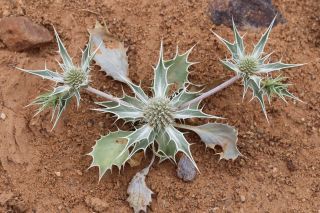 Eryngium ilicifolium Lam. [11/11]
