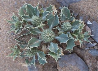 Eryngium ilicifolium Lam. [12/12]