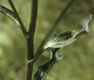 Eryngium maroccanum Pitard [10/13]