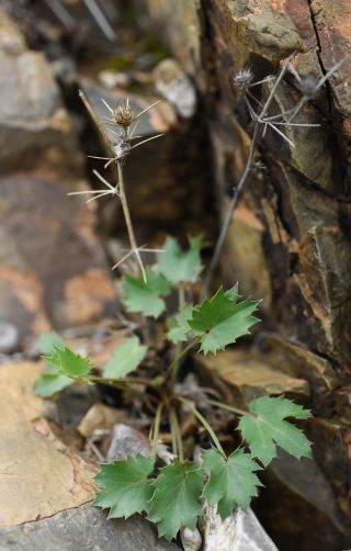 Eryngium tricuspidatum L. [1/7]