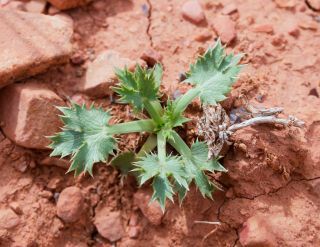 Eryngium tricuspidatum L. [2/7]