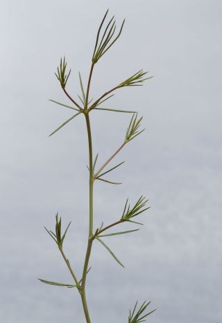 Eryngium tricuspidatum L. [3/7]